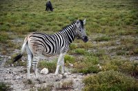 053 zebra mit gnu