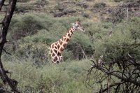 091a giraffe im unterholz