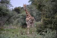 091c giraffe praesentiert sich
