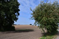 006 apfelbaum am salemer weg vor neukalen 1 5