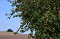 007 apfelbaum am salemer weg vor neukalen 2