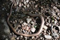 034 blindschleiche im wald