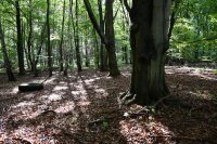 036 treckerreifen im wald