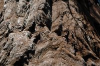 32 yosemite nationalpark baumtatzen nah 